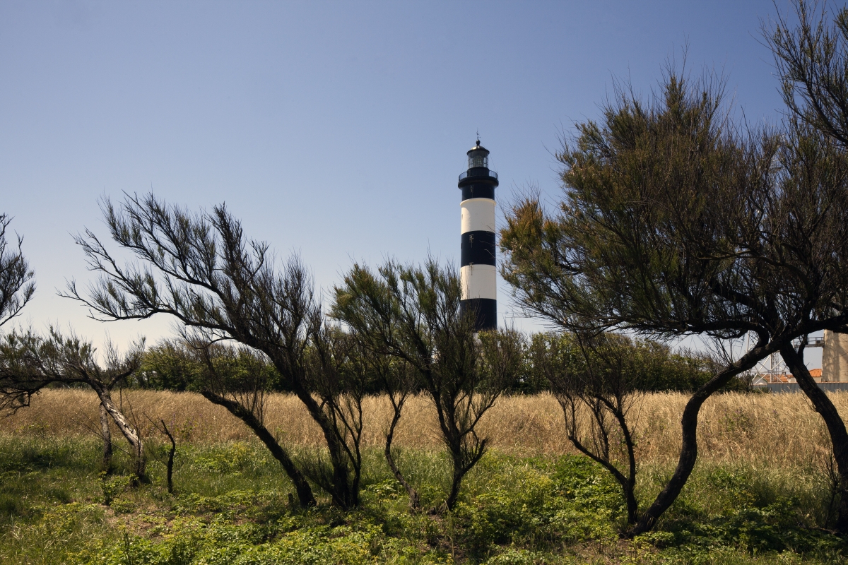Le phare et son environnement végétal naturel. 