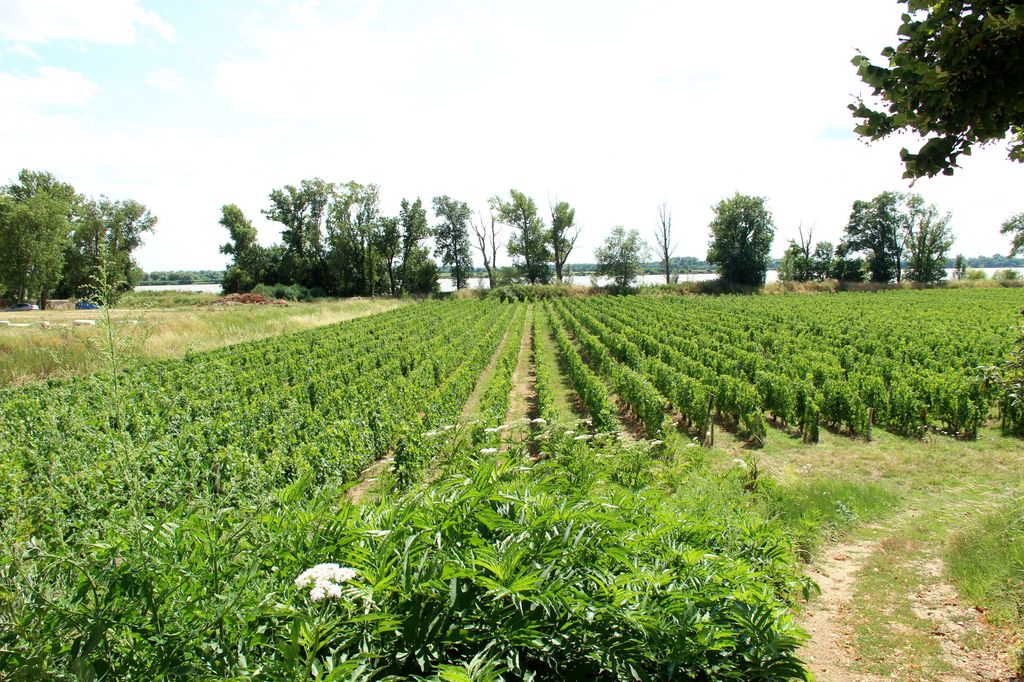 Vignoble en bord de Dordogne (au hameau du Roc).