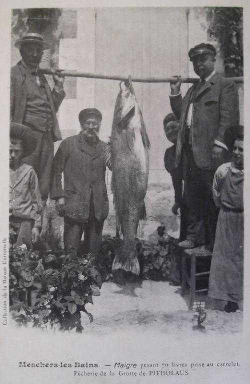 Retour de la pêche au maigre vers 1920-1930.