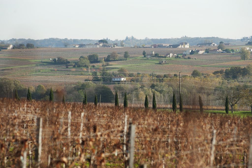 Paysage de vigne à Villeneuve depuis Plassac.