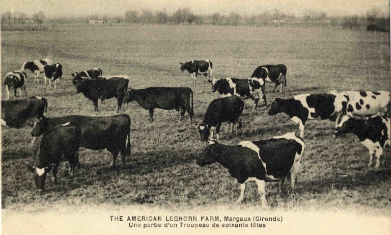 Carte postale : The American Leghorn Farm, une partie d'un troupeau de 60 têtes.