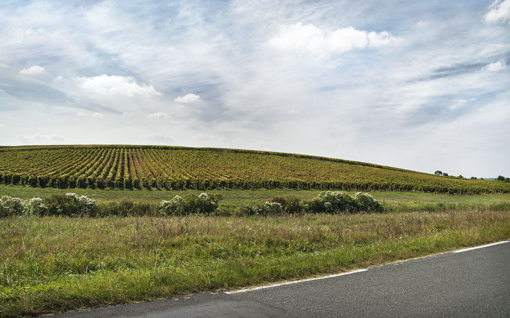 Croupe de vignes au nord de Saint-Seurin-de-Cadourne.