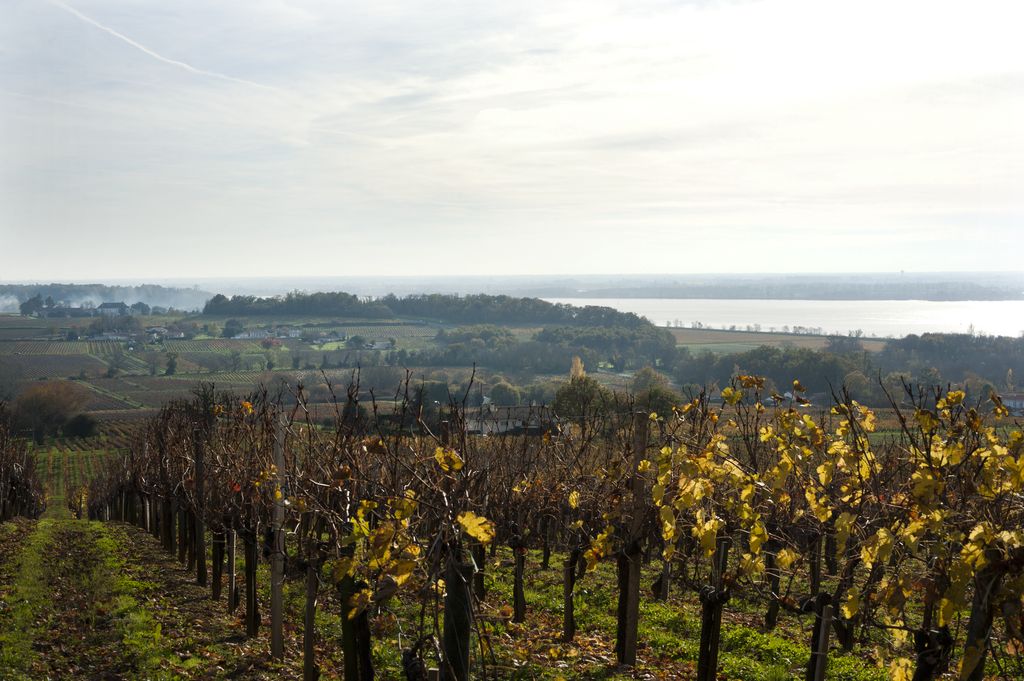Paysage de vigne à Villeneuve et Plassac.