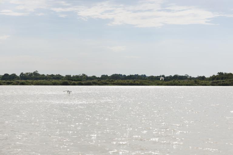 Paysage depuis l'estuaire avec vol d'oiseaux.