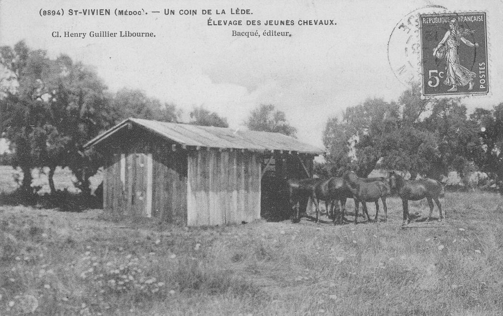 Carte postale (collection particulière) : un coin de la Lède, élevage de jeunes chevaux (début 20e siècle).