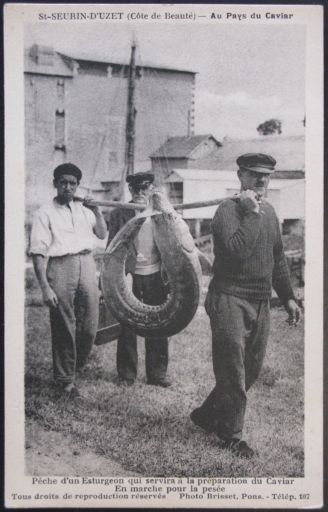 Retour de la pêche à l'esturgeon vers 1930.