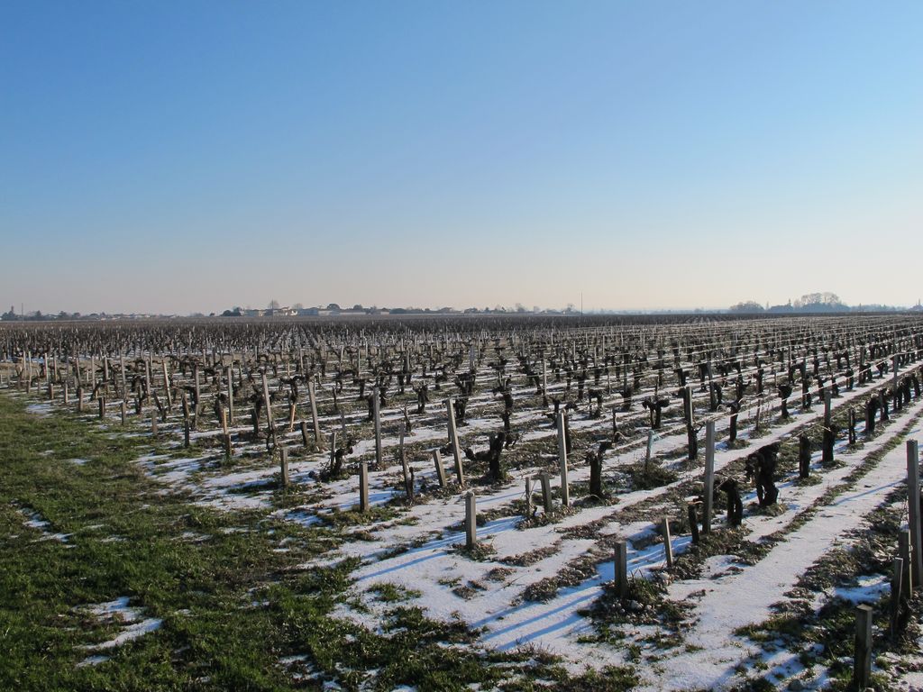 Vignoble de Pauillac sous la neige.