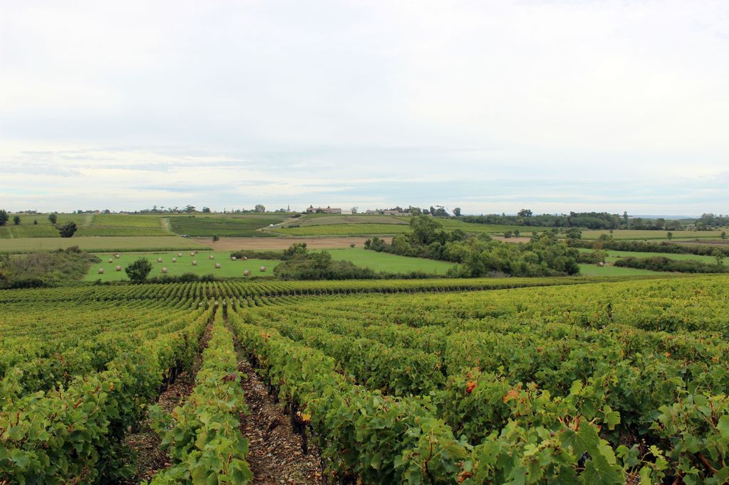 Paysage de vignes et de champs cultivés entre Saint-Estèphe et Saint-Seurin-de-Cadourne.