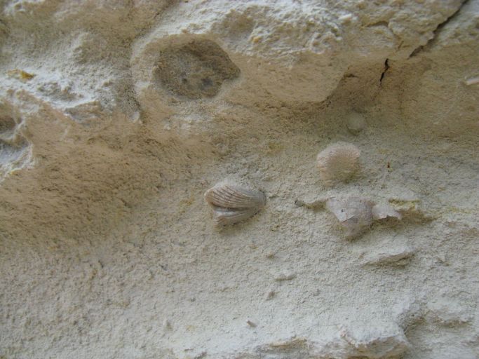 Coquillages pris dans le calcaire de la falaise près de l'Echailler.