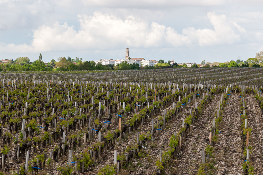 Vue depuis les vignes de Château Latour.