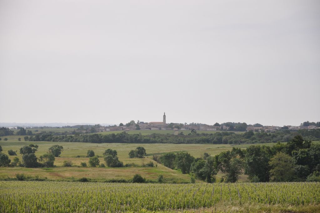 Paysage de vigne et de marais au sud de la commune, au loin le village de Saint-Estèphe (vue depuis le château Charmail).