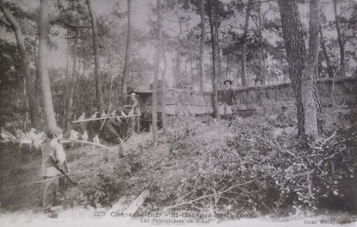 Palombière dans la forêt de Suzac vers 1900.