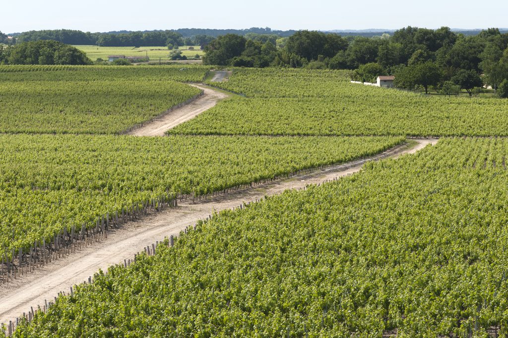 Paysage de vignes près du château de la Tour de By.