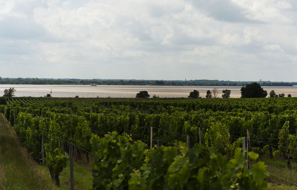 Paysage de vigne en bord d'estuaire.