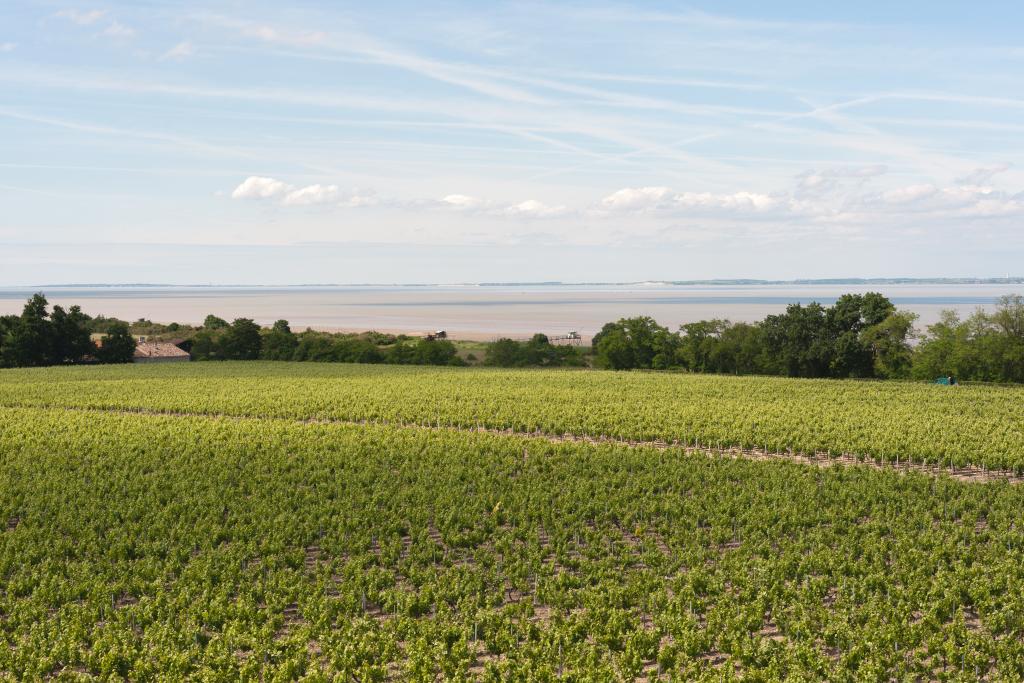 Paysage de vigne et bords d'estuaire près du Château de La Tour de By.
