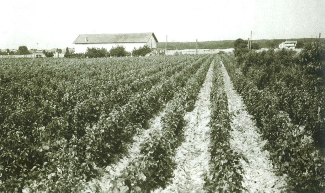 Vignes près de l'avenue de Courlay vers 1950.