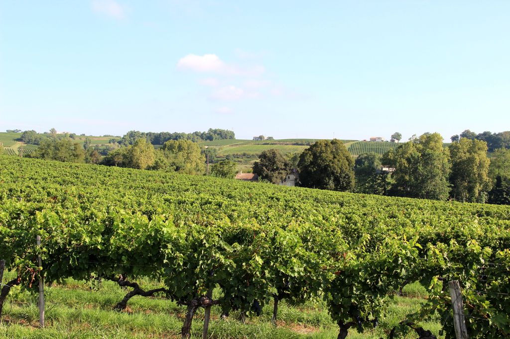 Paysage viticole au hameau de La Fue.