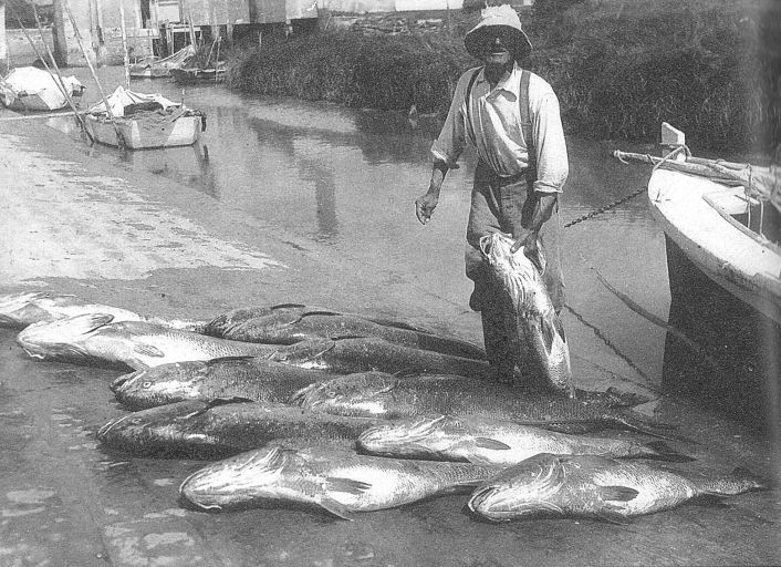 Retour de la pêche au maigre, vers 1930.