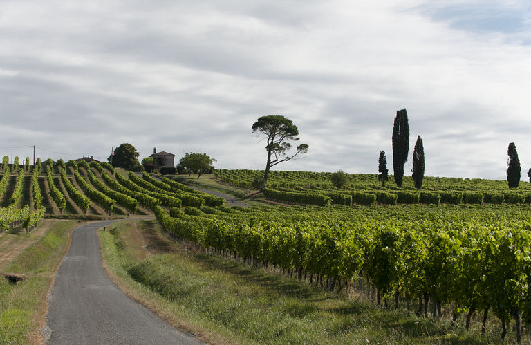 Domaine de Malagar : paysage de vignes à l'ouest.