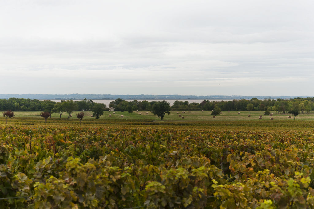 Paysage viticole et palus au bord de l'estuaire.
