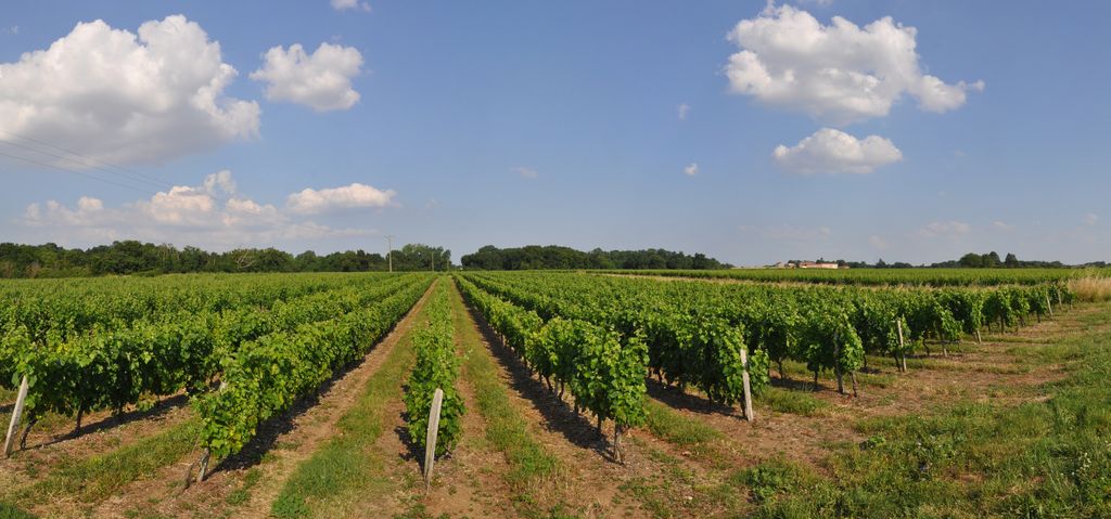 Vue des vignes au Bois Carré.