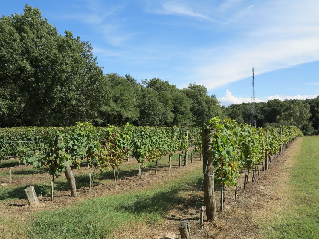 Bois et quelques vignes au nord de la commune.