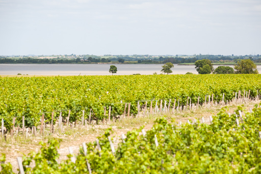 Vue des vignes de Léoville-Lascases avec l'estuaire depuis l'ouest.
