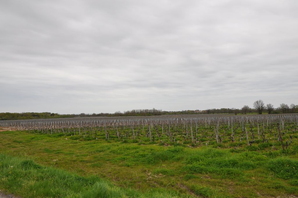 Vignes à Boussan.