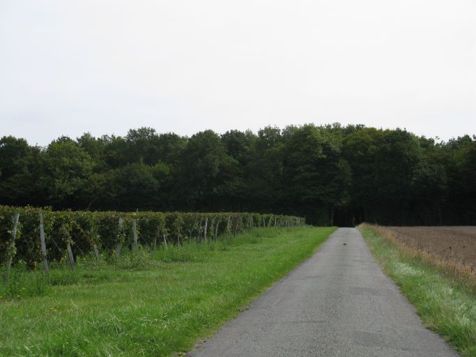 Vignes en lisière de la forêt de Valleret.
