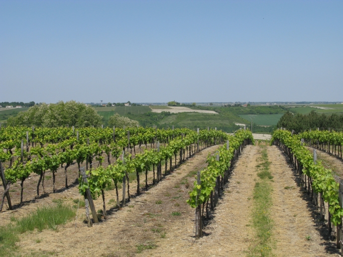 Paysage de plateau viticole entre le bourg et Cônac.