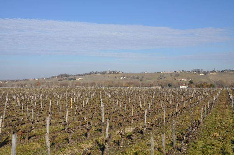 Vue des vignes au nord du Château Sauman.
