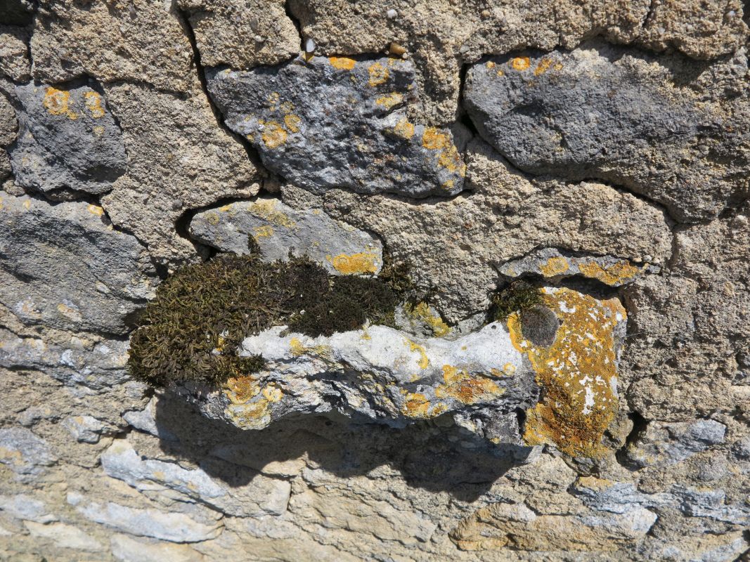 Pignon occidental de la grange, détail de l'anneau à attacher les bêtes.
