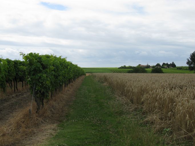 Plateau viticole et céréalier Chez-Cossée.