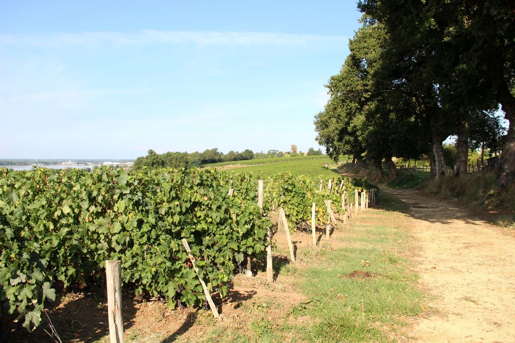Paysage viticole au sud du hameau de Moulin-Rompu.
