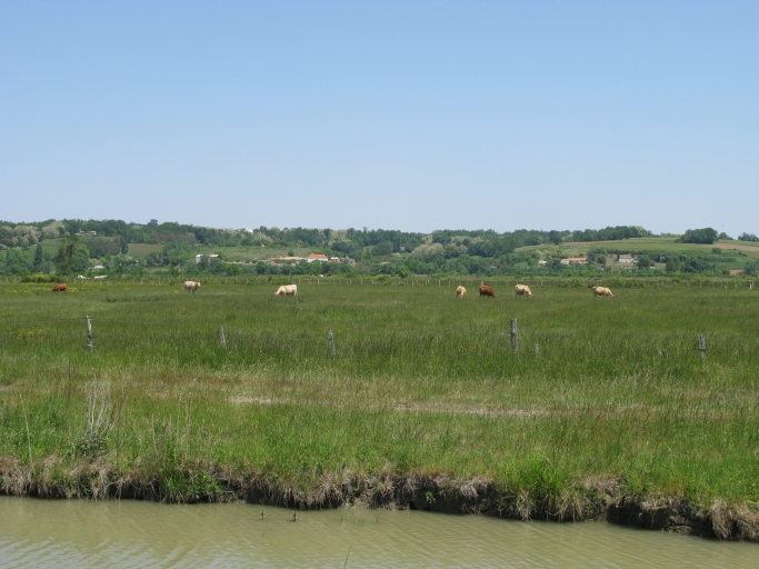 Les coteaux entre le Petit Roc et Chez-Belineau vus depuis les marais.