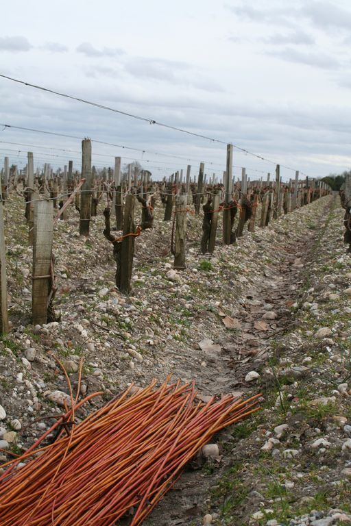 Vignes de Château Margaux : sol graveleux et vîmes pour attacher la vigne.