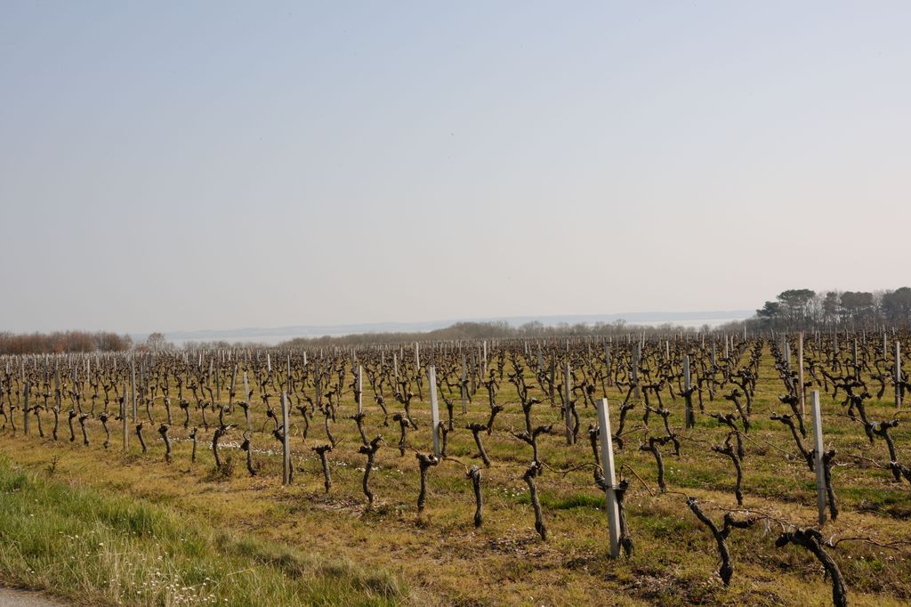 Vignes, hameau le Boscq.