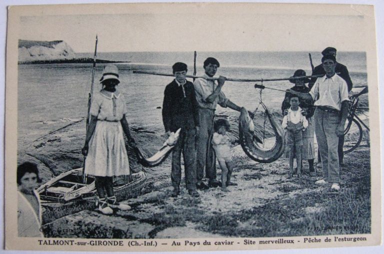 Retour de pêche à l'esturgeon vers 1930.