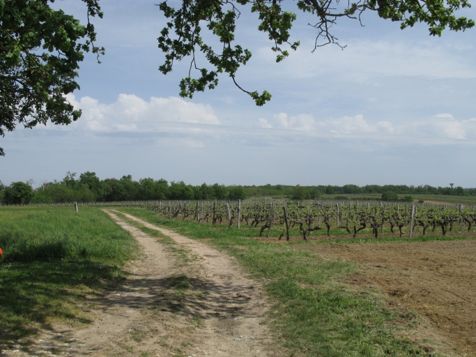 Paysage de plateau viticole près des Tonelles.