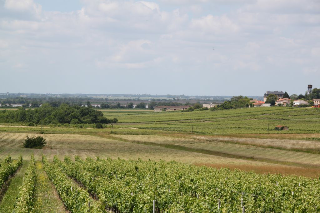 Paysage de l'estuaire et de la croupe de vigne de Ségonzac depuis le sud-est.