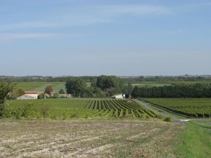Paysage viticole autour de Chez-Motard.
