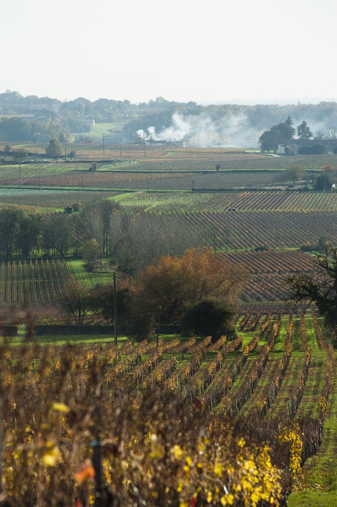 Paysage de vigne à Villeneuve et Plassac.