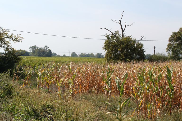 Paysage de vignes et zone de palus plantée de maïs.