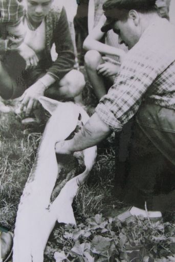 Le pêcheur Pascal Ephrem retirant la rogue du ventre d'un estrugeon, vers 1960.