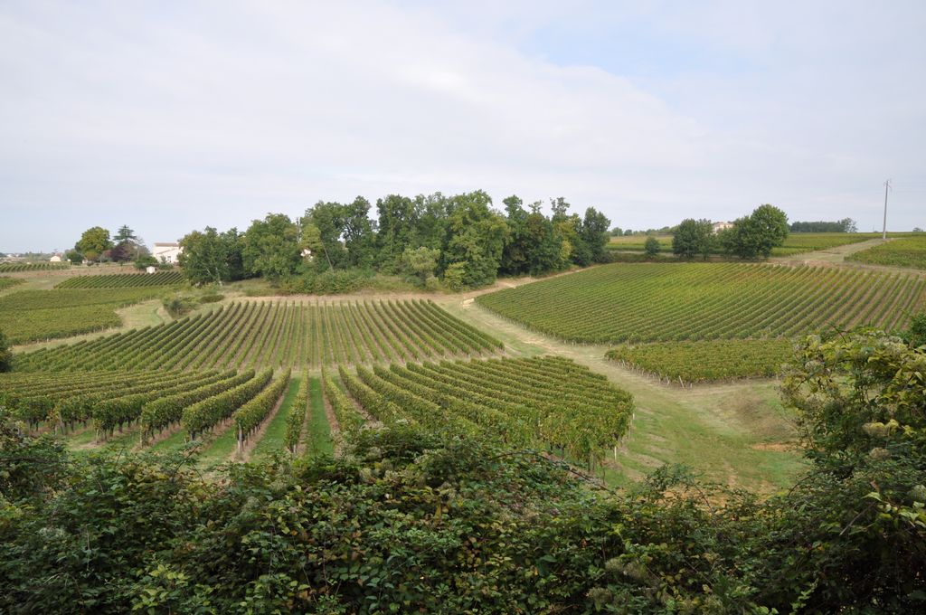 Paysage : croupes de vignes à Bas Jappeloup.