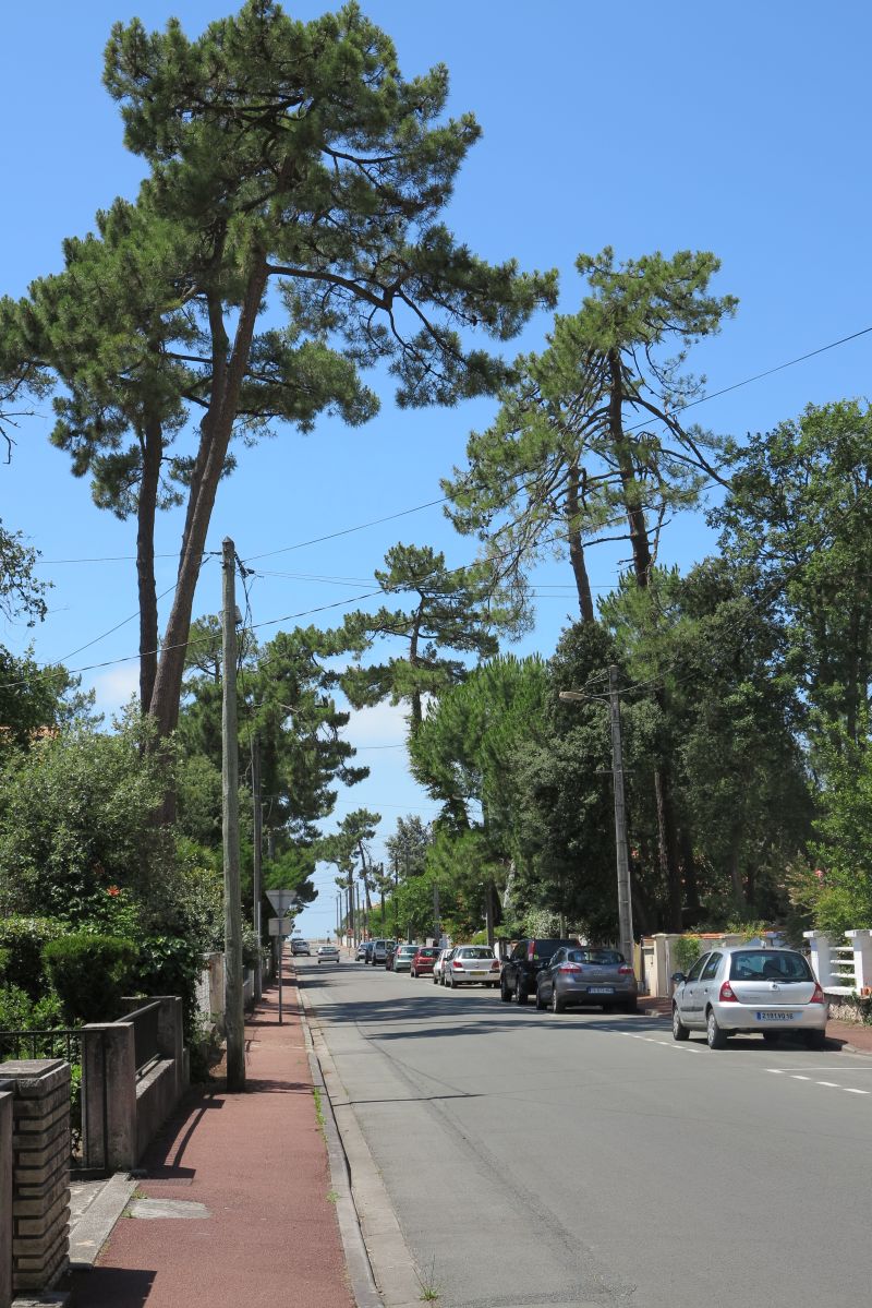 Avenue, ancienne allée forestière, dans le quartier de Vallières.