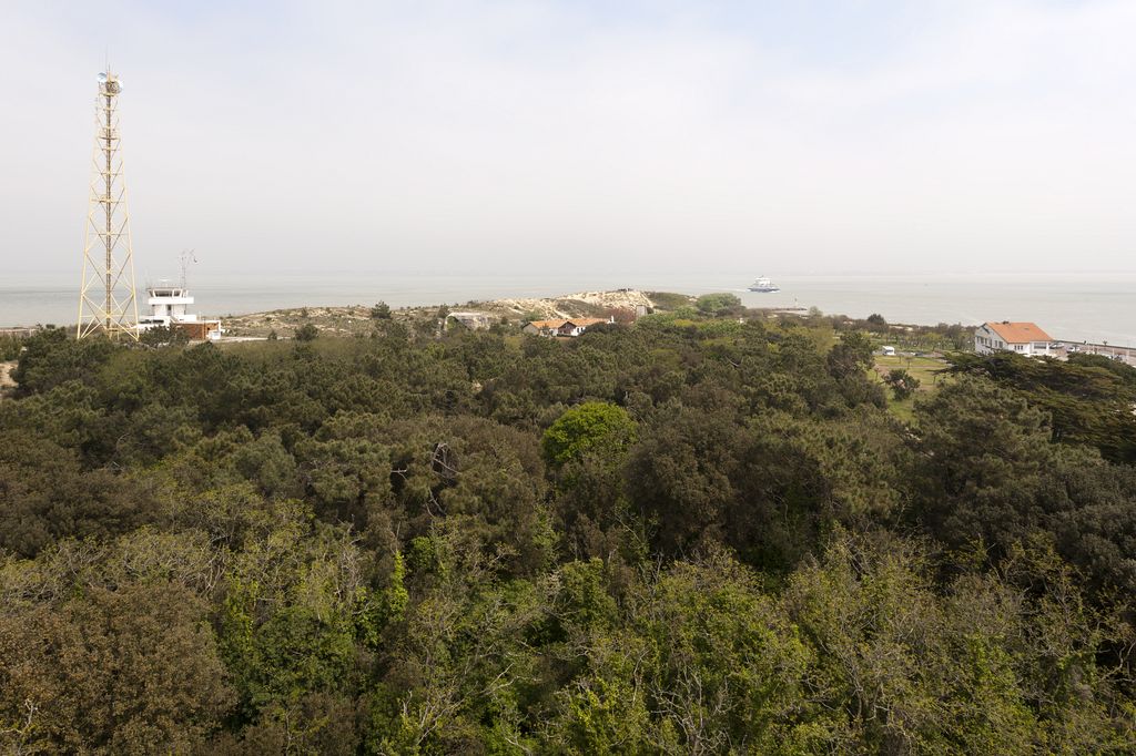 La forêt et la Pointe de Grave, vus depuis le phare.