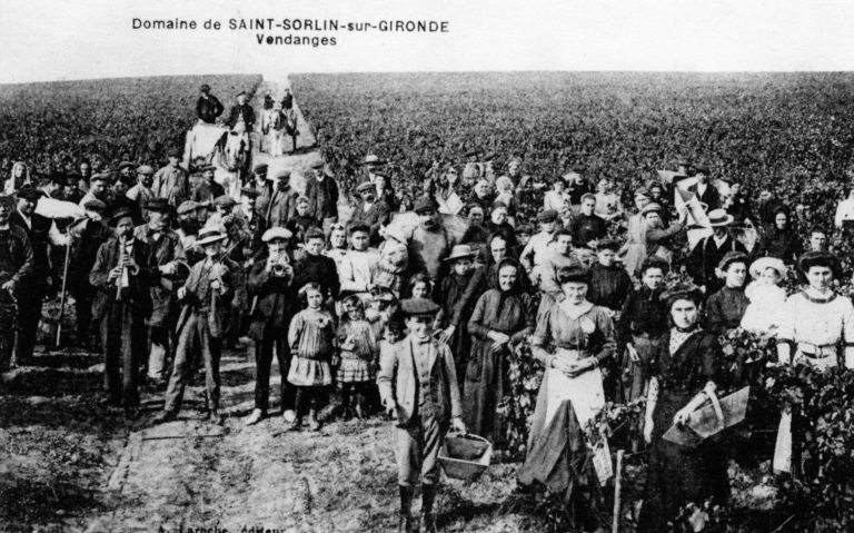 Vendanges à Saint-Sorlin-de-Cônac au début du 20e siècle.