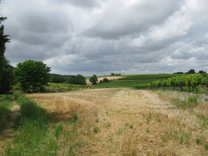 Vignes, bois et céréales près de Saint-Rémi.