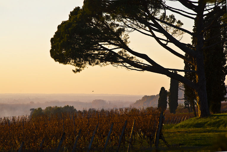 Vue de la vallée de la Garonne et des vignes depuis la terrasse des charmilles.